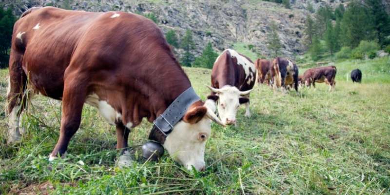 cow-bell