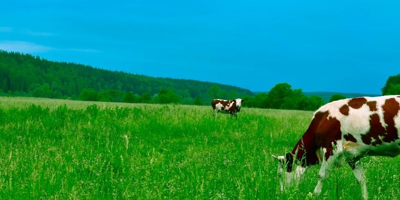 cows