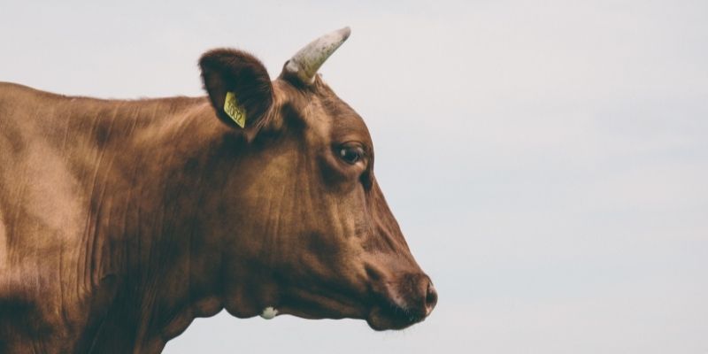 cows-crying
