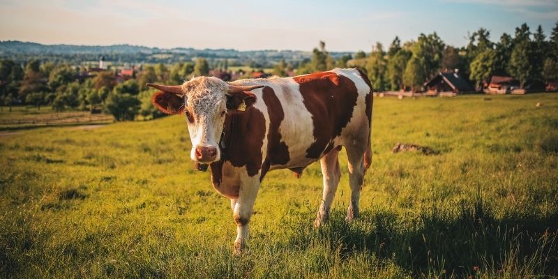 cows-moo