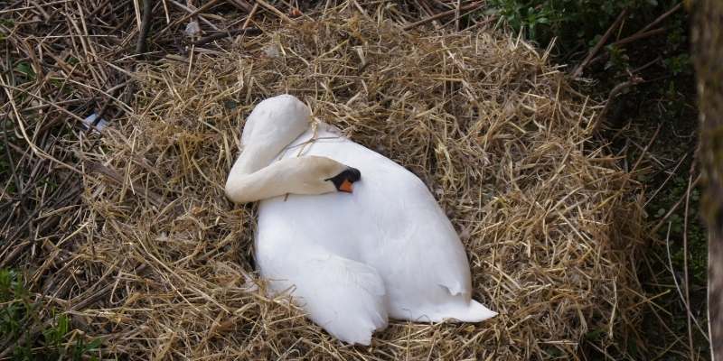 duck-bed