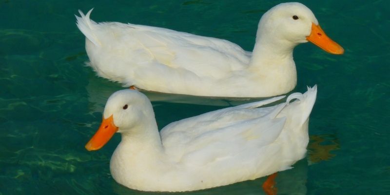 ducks-potty-train