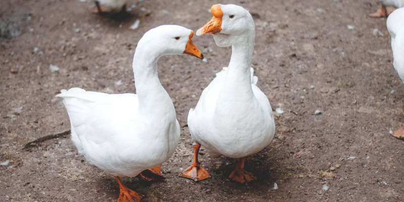 ducks