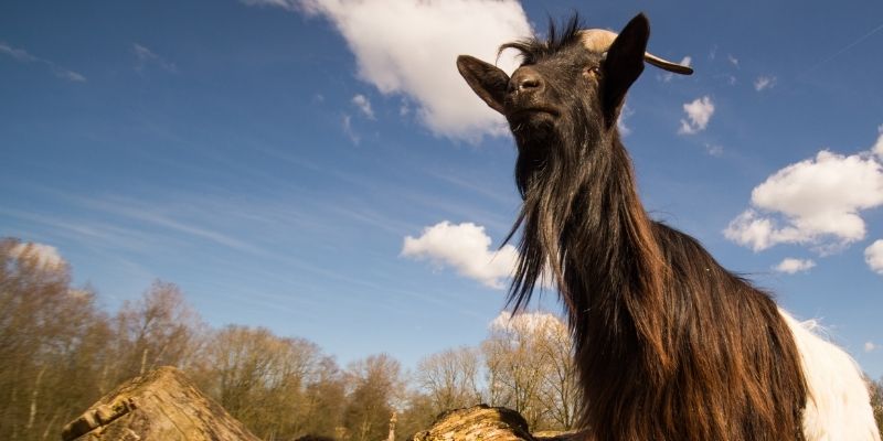 How Much Does A Goat Cost? Price Factors in 2022