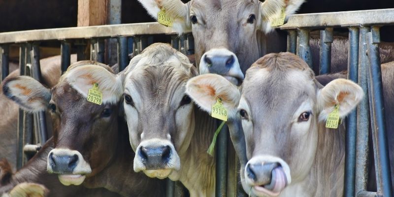 What is A Group of Cows Called? (7 Names) group-of-cows