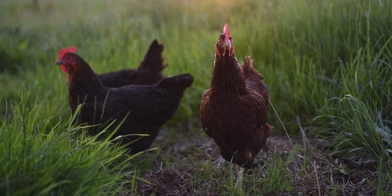 hens