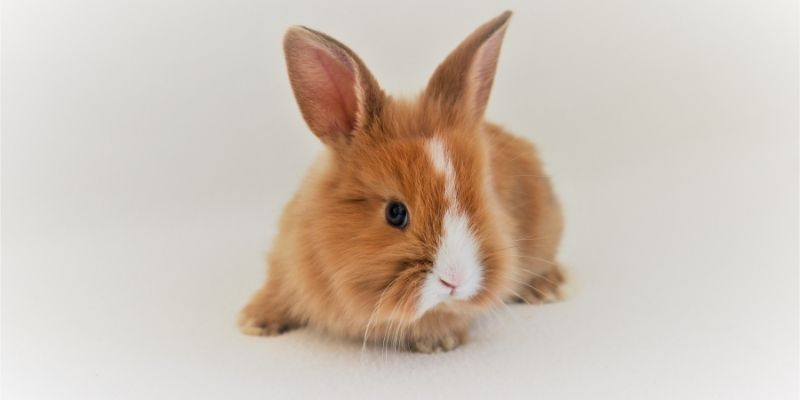61+ Japanese Bunny Names with Meanings male-Japanese-Bunny-Names