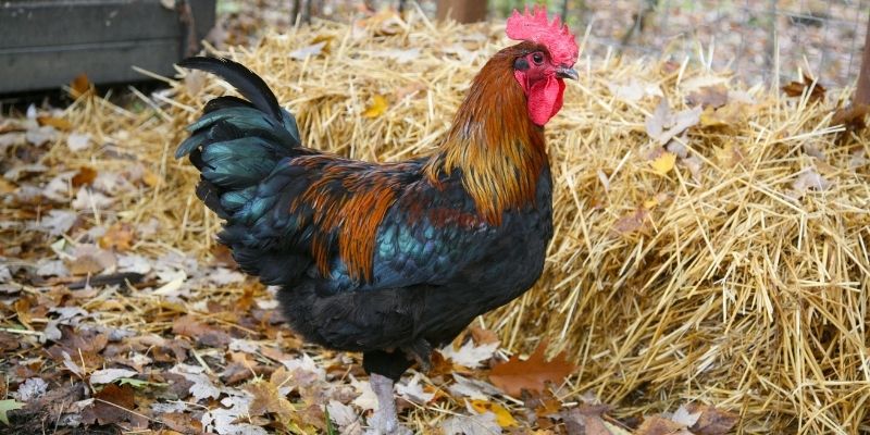 rooster-taste
