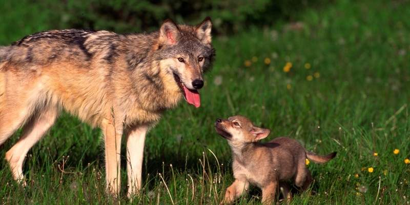 wolves