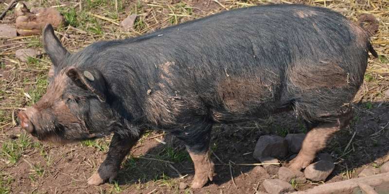 Berkshire-pigs