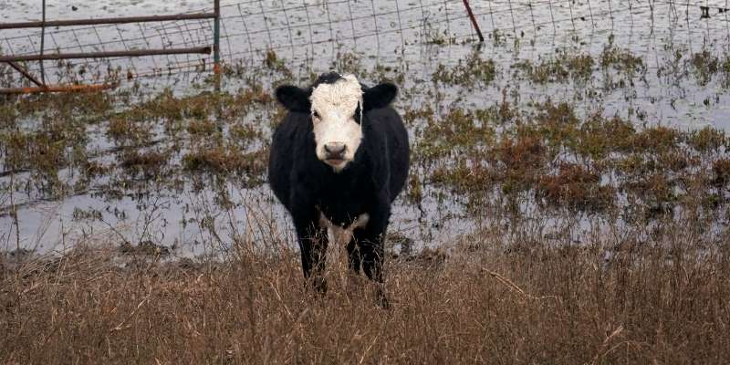 Black-Hereford