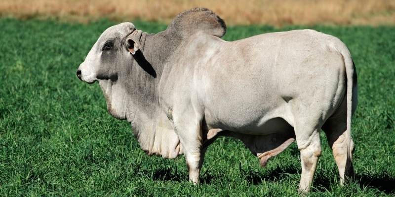 Bull