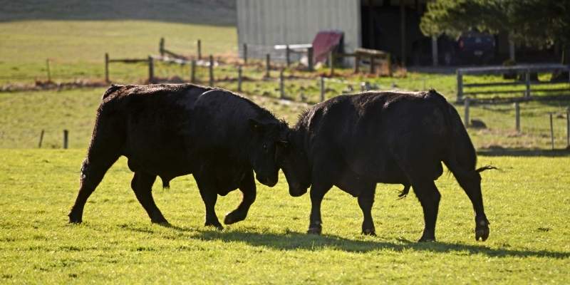 Bull Names