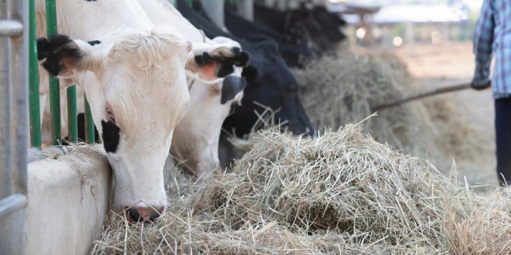 Can Cows Eat Alfalfa