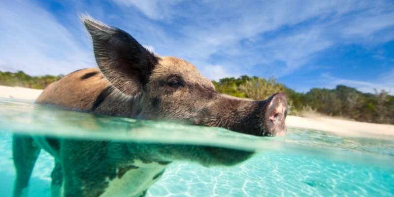 Can Pigs Swim