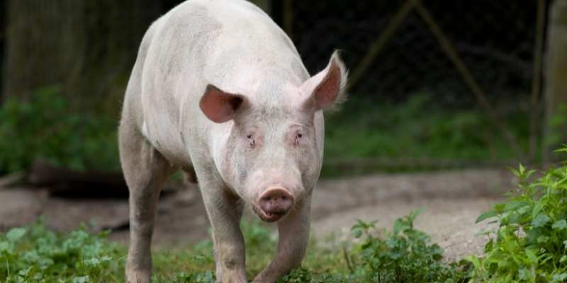 Chester-White-pigs