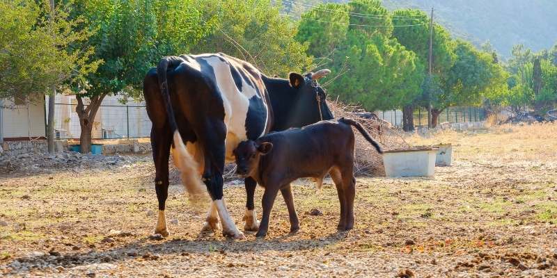 Do Cows Drink Milk