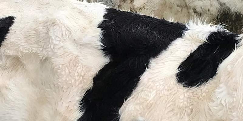 Do Cows Have Fur