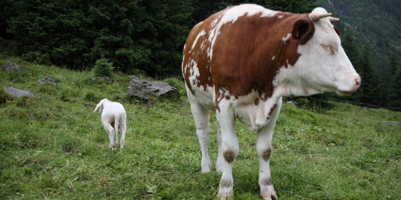 Do Cows Sleep Standing Up