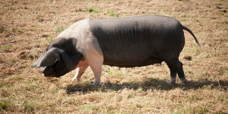 Hampshire-pigs