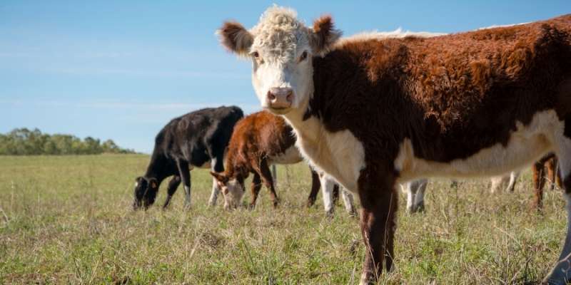 Hereford-Cattle