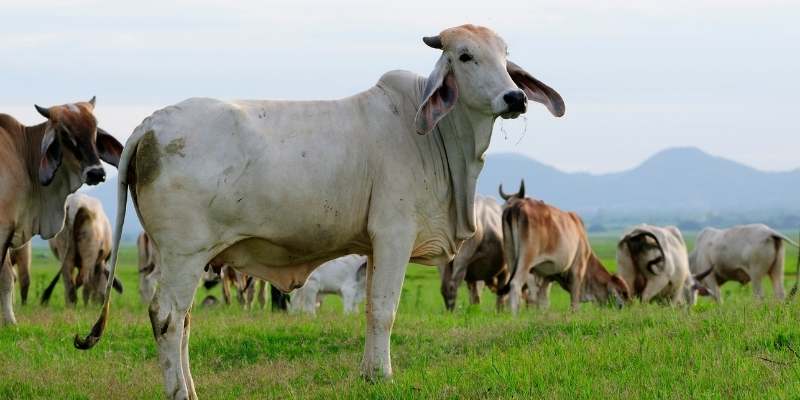 How Many Steaks in a Cow