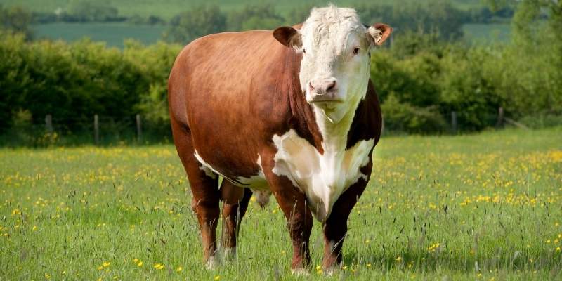 How Much Does a Bull Cost
