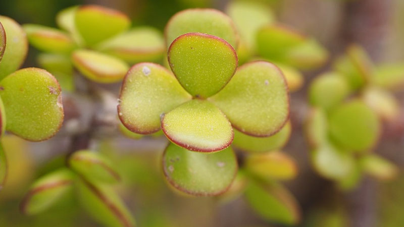 How to Get Rid of Purslane Weeds? (For Good) 