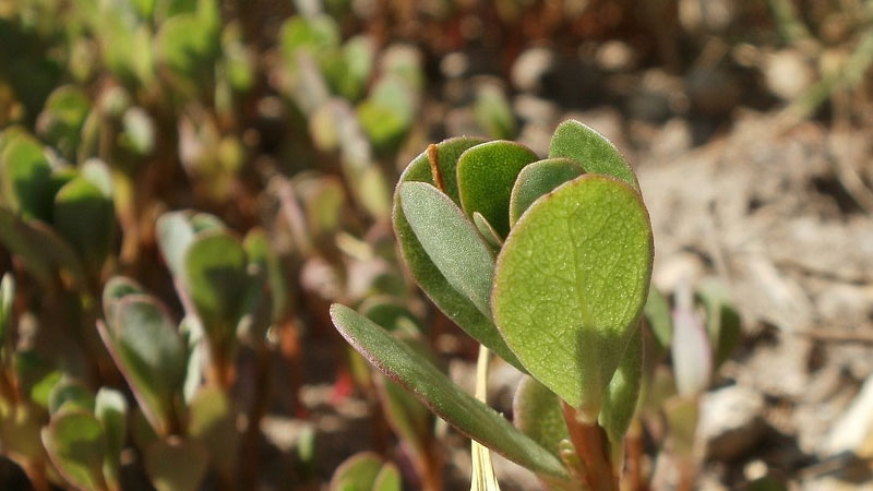 How to Get Rid of Purslane Weeds? (For Good) 
