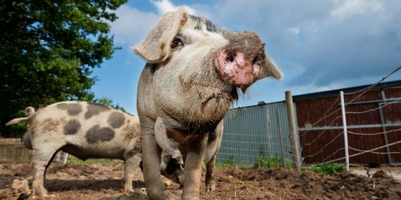 Landrace-pigs