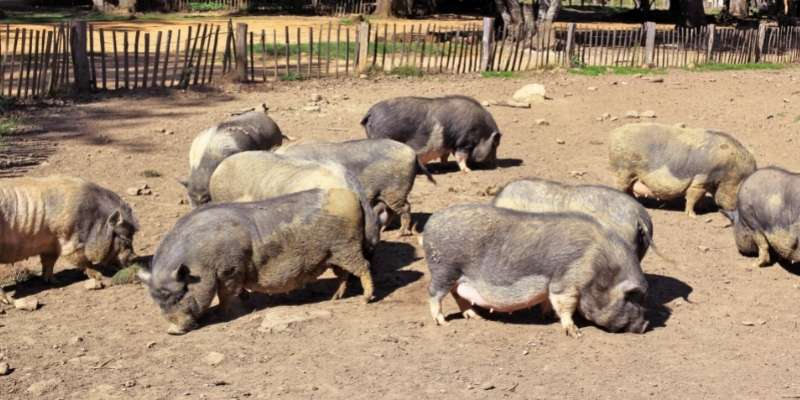 Meishan-pigs
