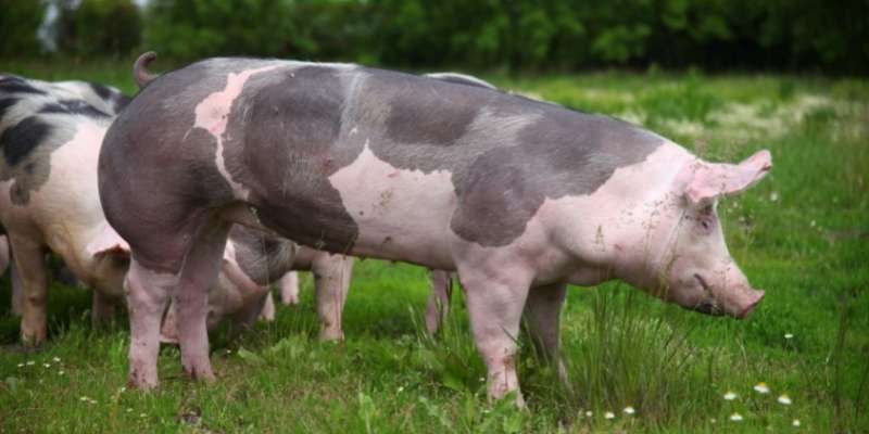 Pietrain-pigs