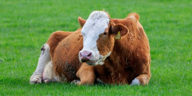 Simmental