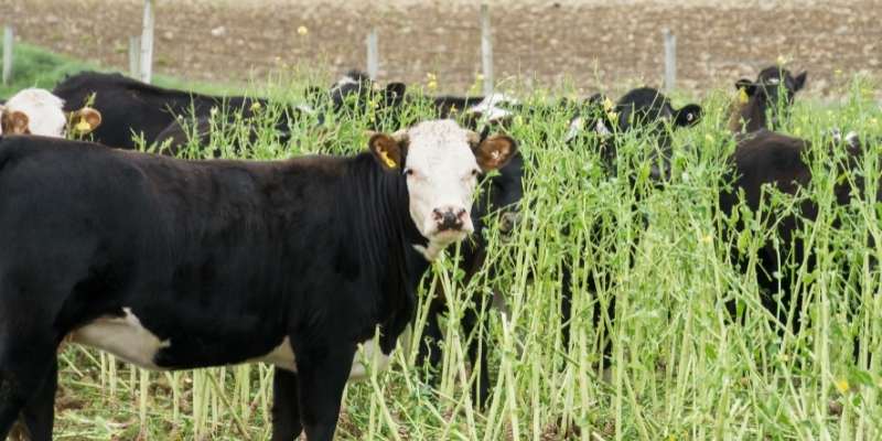 White Faced Cattle Breeds