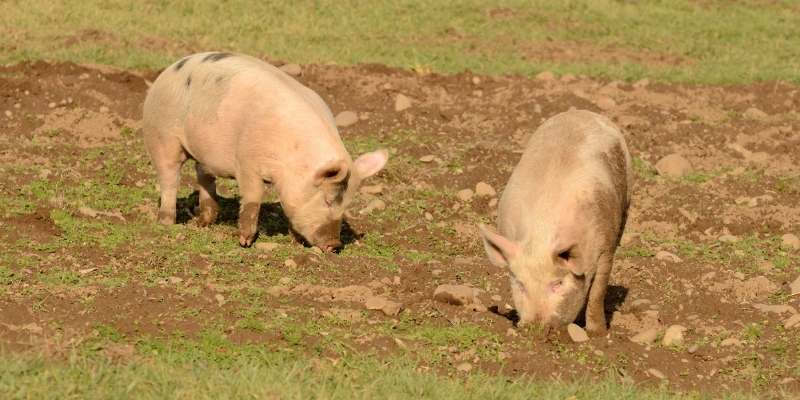 Yorkshire-pigs