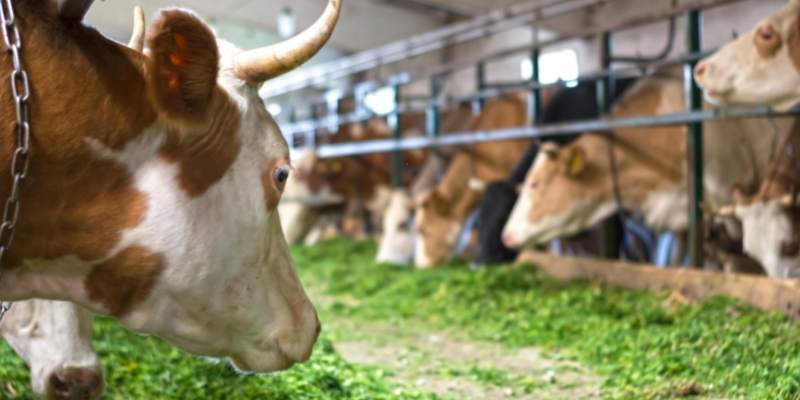 alfalfa-for-cows