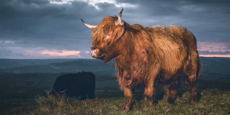 bull