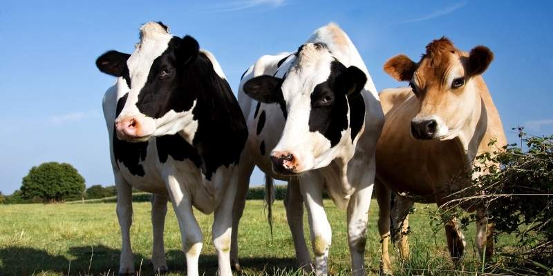 cow-steaks