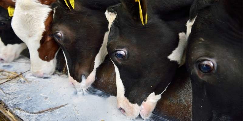 cows