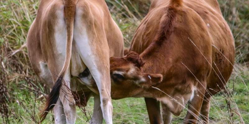 cows-drink-milk