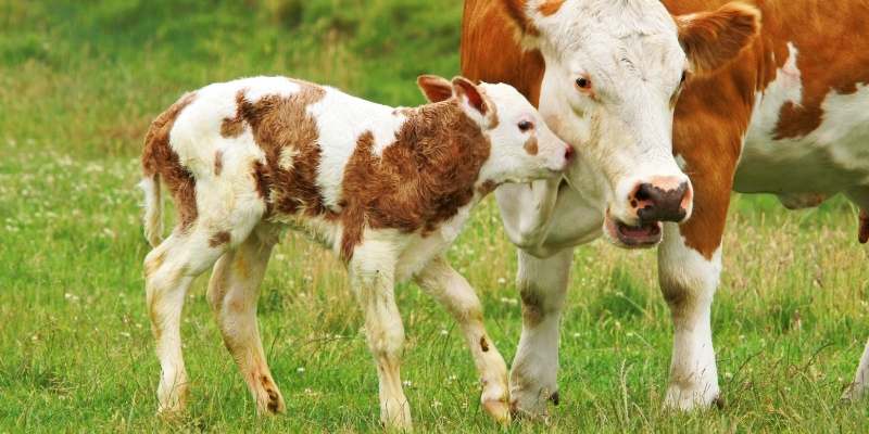 cows-fur