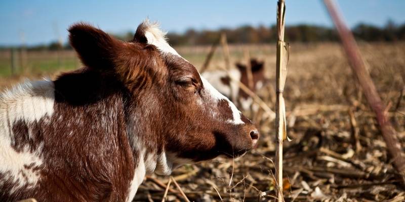 Do Cows Sleep Standing Up? cows-sleeping