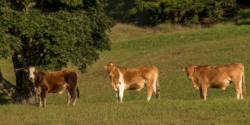 funny-Bull-Names