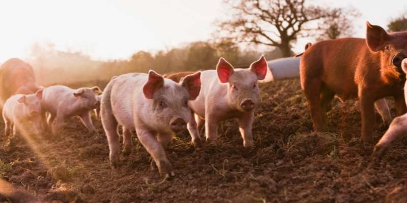 meat pig breeds