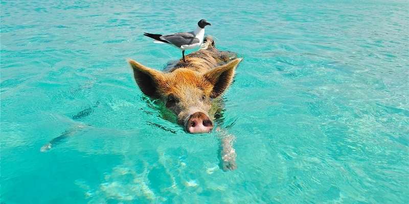 pigs