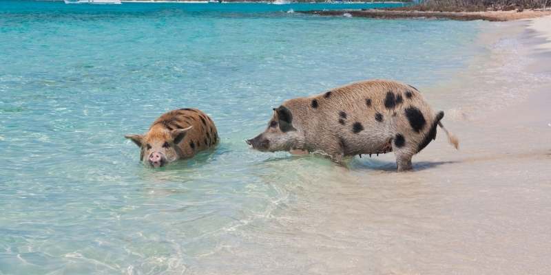 pigs-swimming