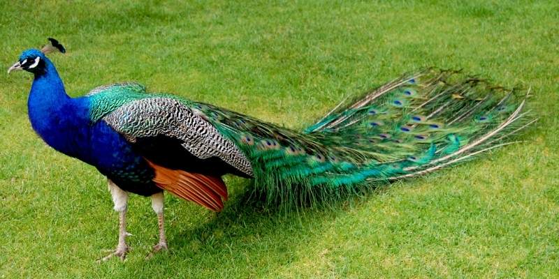 Are Peacocks Aggressive