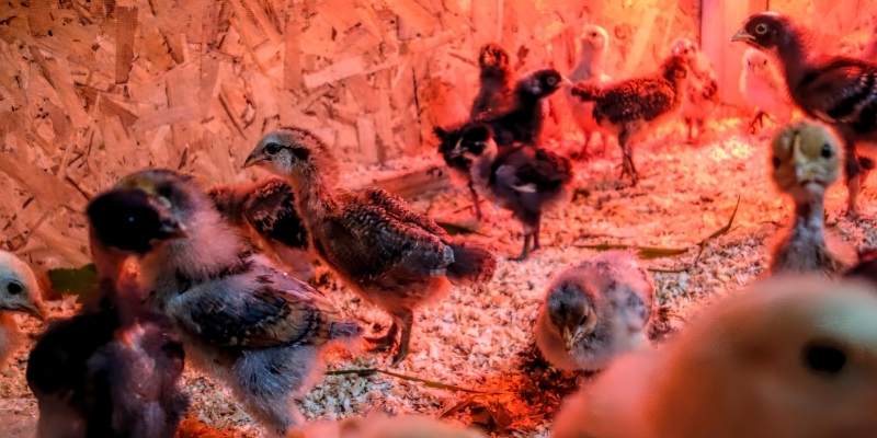 Best Heat Lamps For Chicks