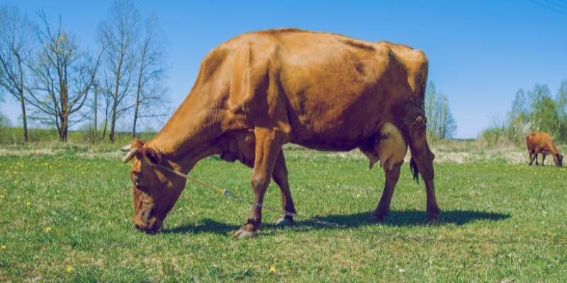 Brown Cow Breeds