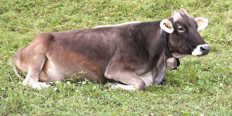 Brown Swiss Cattle